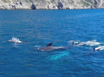 Kapitänstagebuch - Ein Sommer voller Delfine, Orcas und Wale!