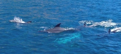 Journal de bord - Un été de dauphins, d'orques et de baleines!