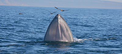 Three new cetacean species sigted in the Sesimbra area